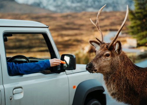 Wildlife Trips